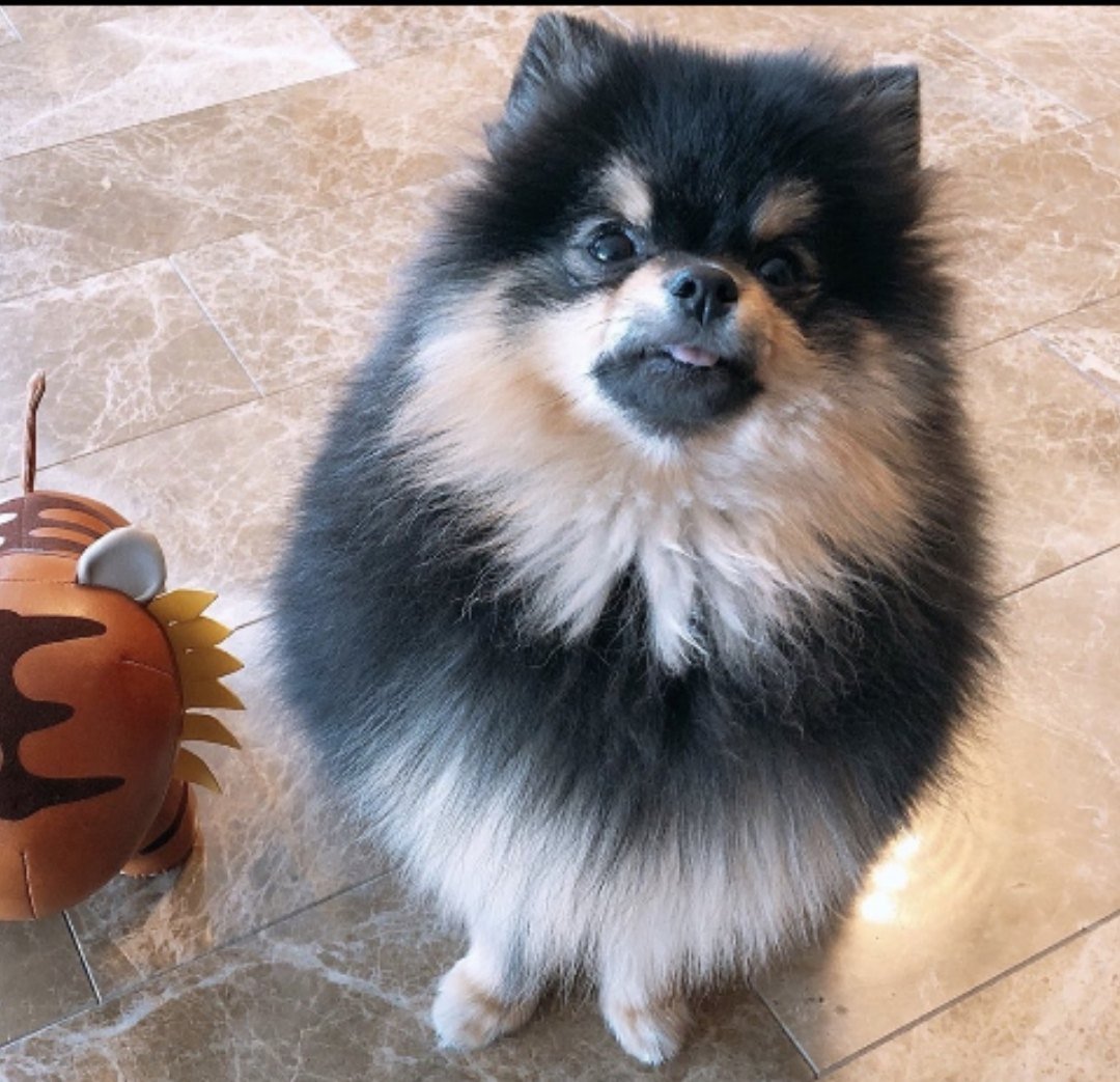 Шпиц чёрный мраморный померанский