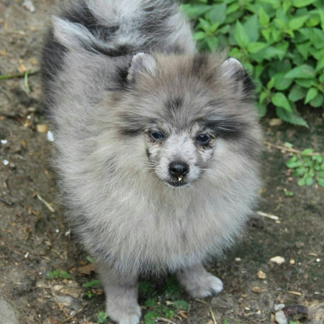 Стандарты померанского шпица щенки