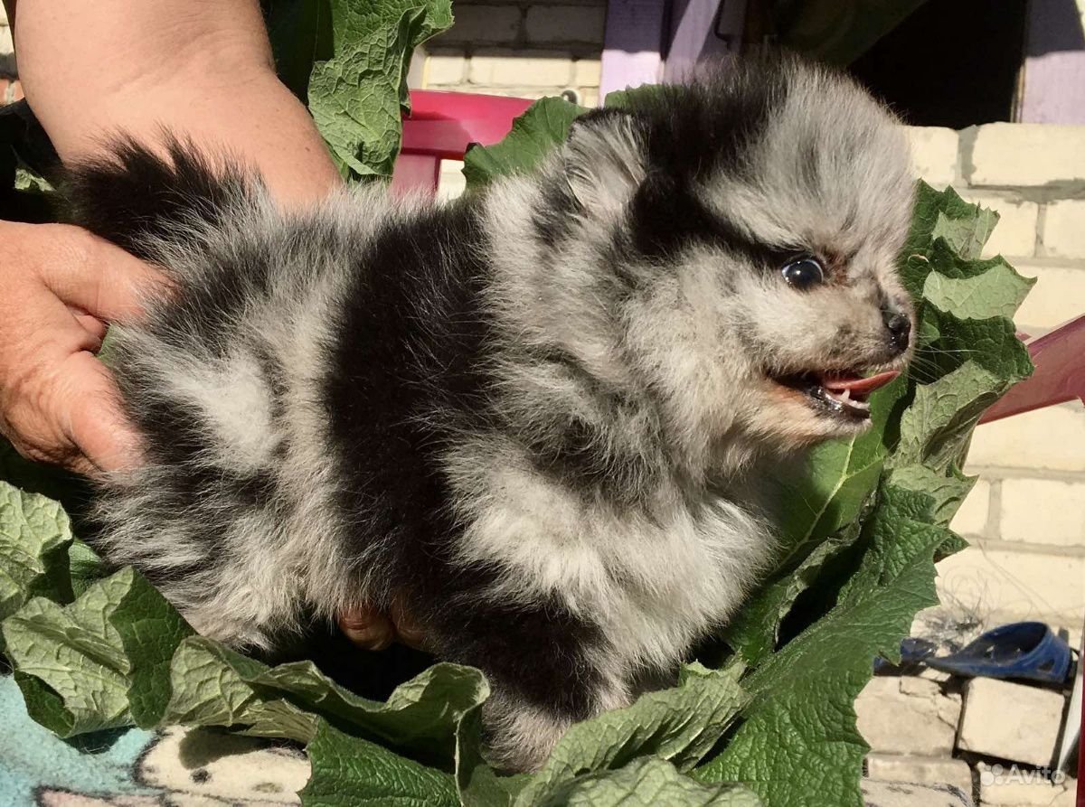 Много померанских шпицев