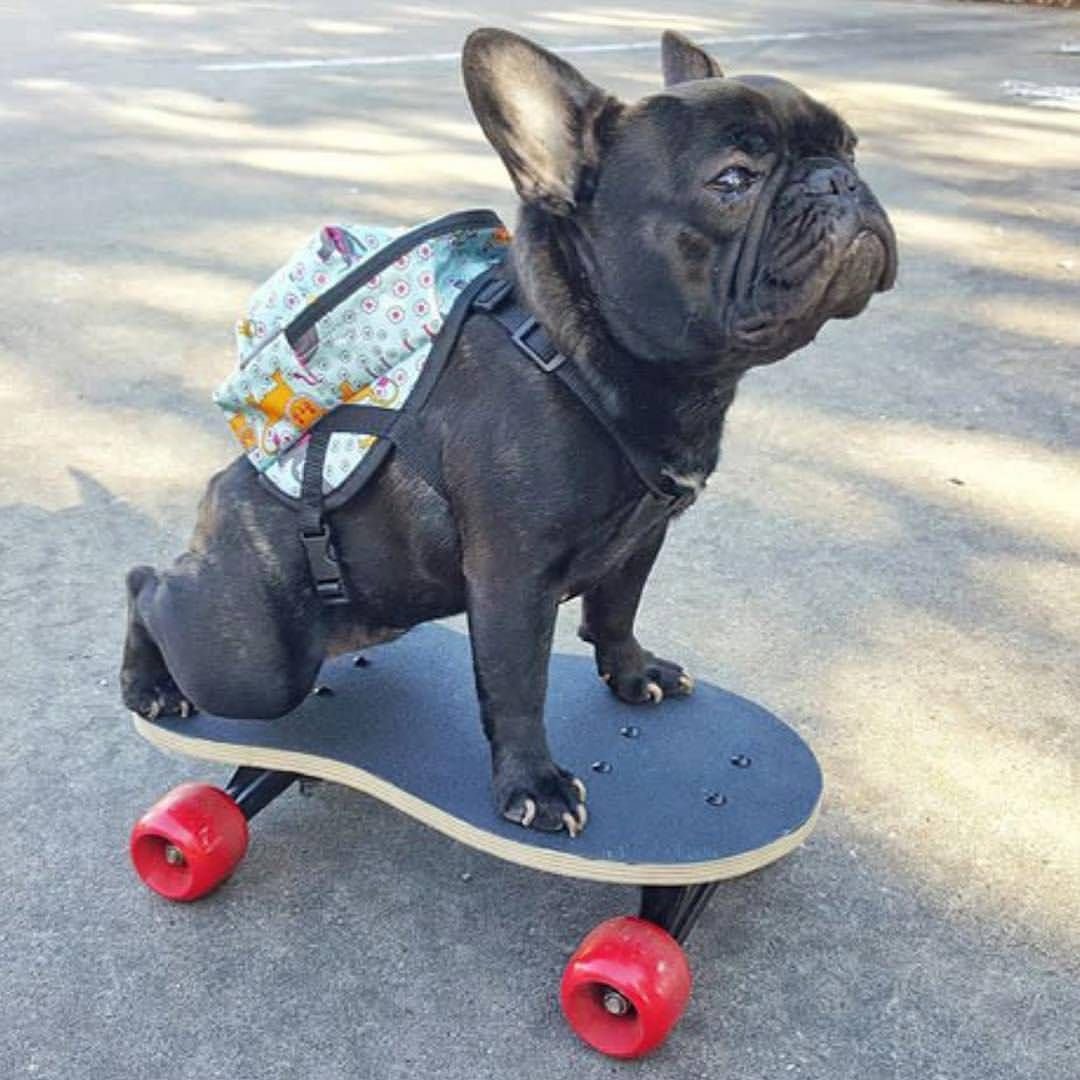 Инвалидная коляска собака полипропиленовые трубы