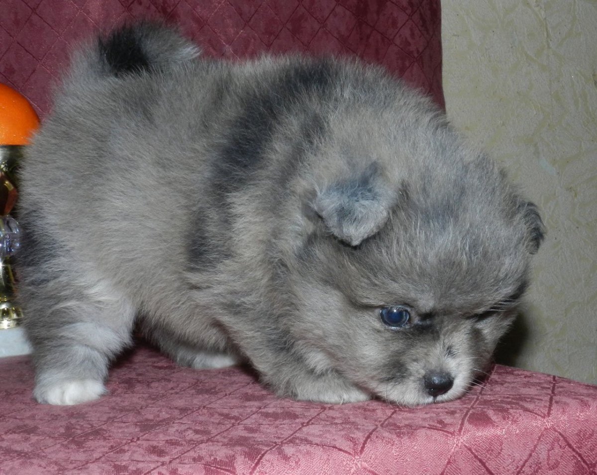 Немецкий шпиц окрас Мерле