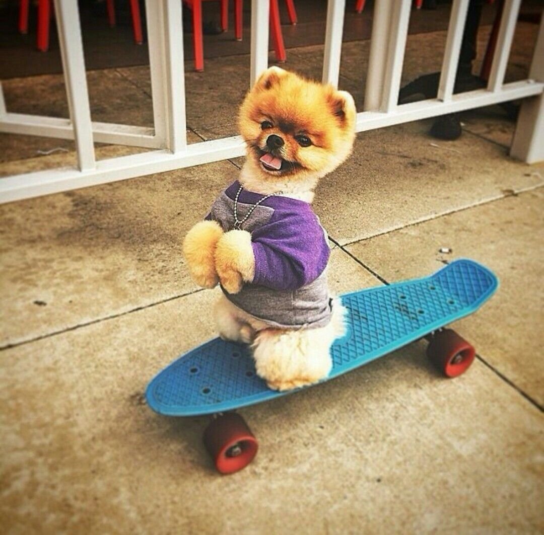 Щенок на скейте