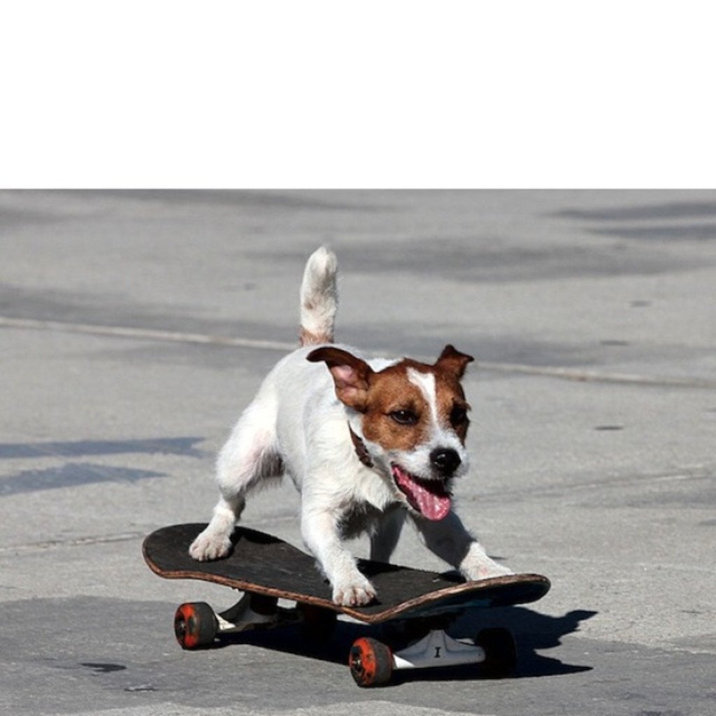 Джек Рассел на скейте