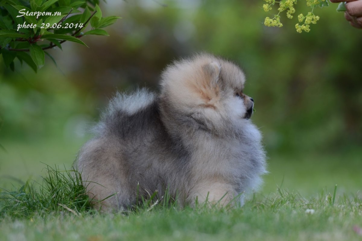 Померанский шпиц голубоглазый