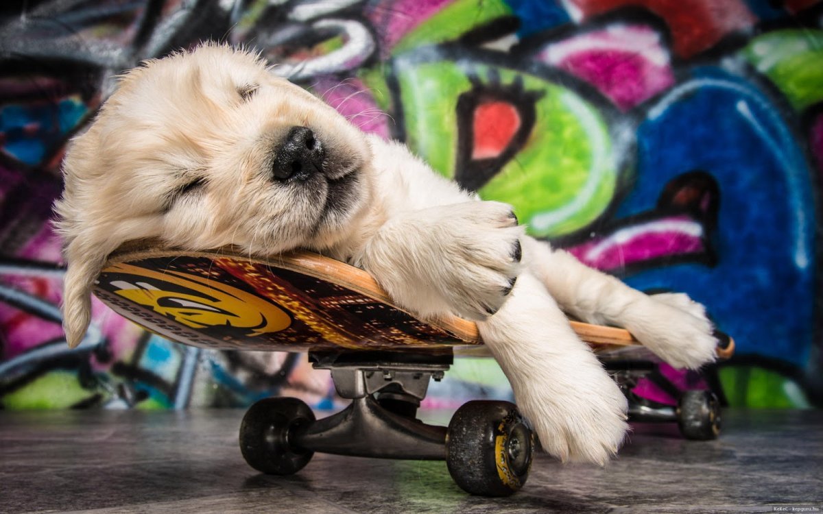 Собака на скейтборде