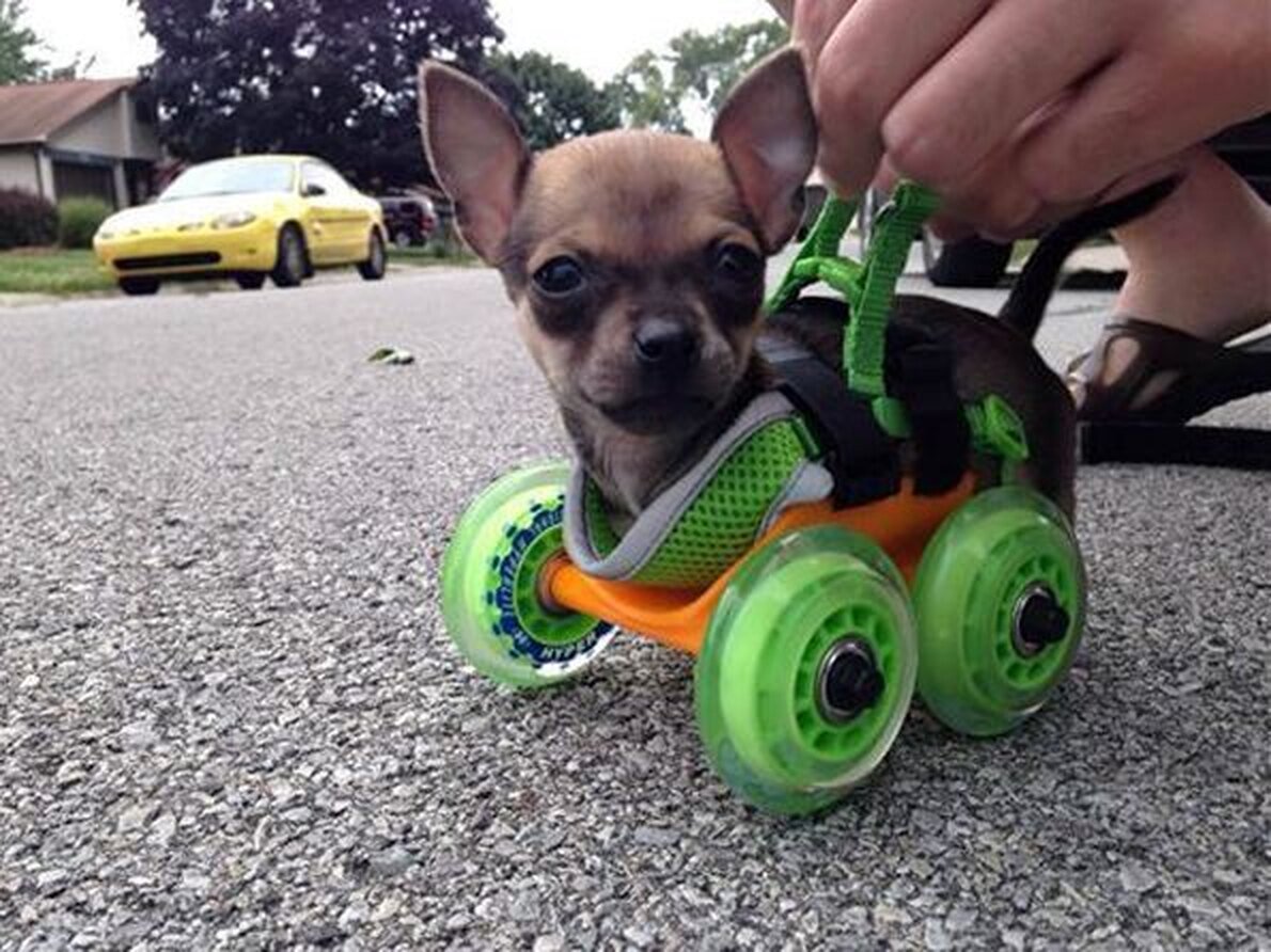 Собака инвалид на колесах