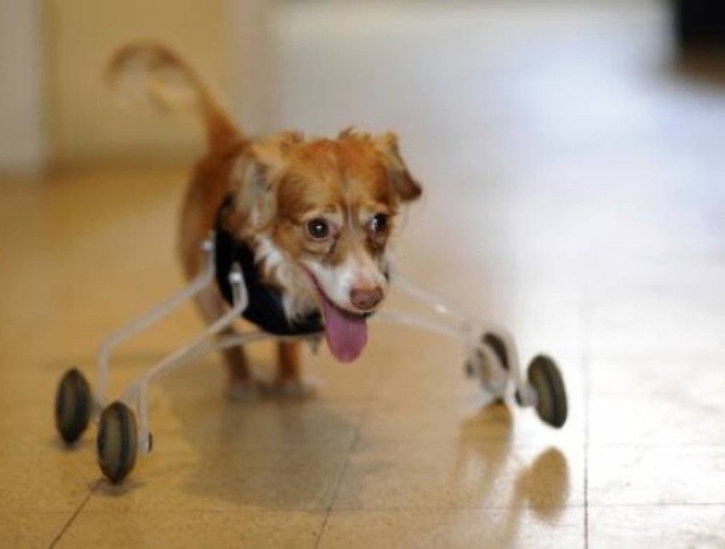 Беговое колесо для собак