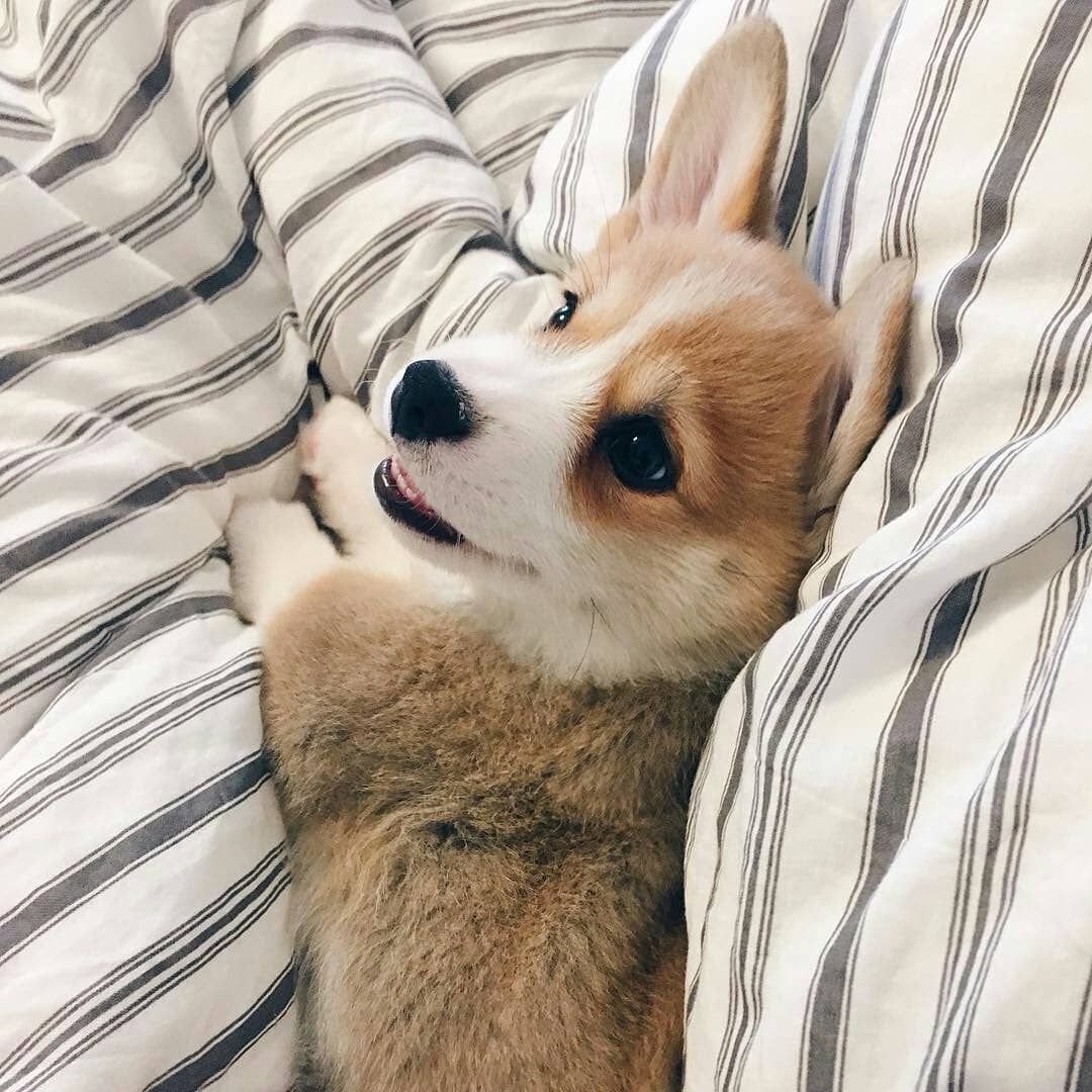 Животные и сладости