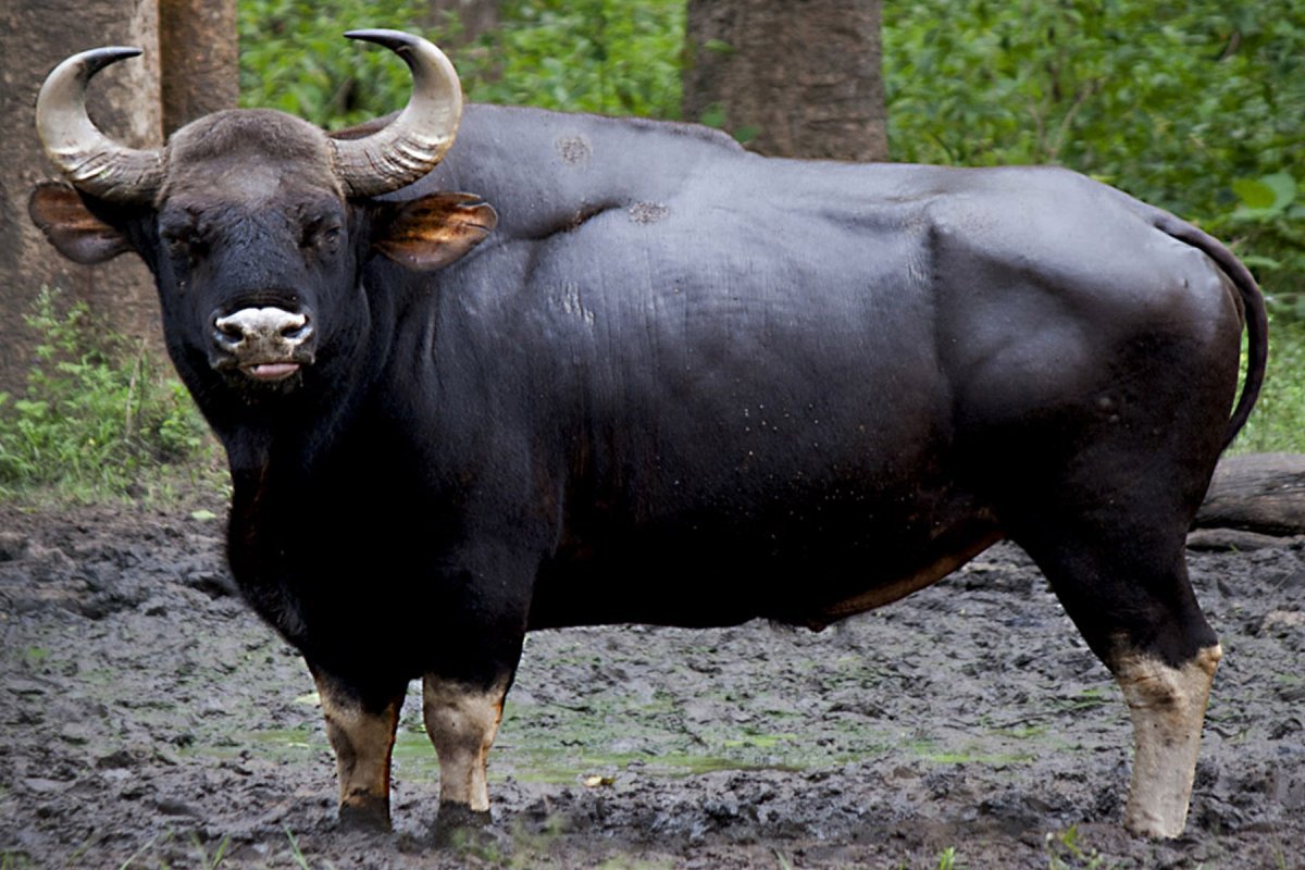 Карабао животное