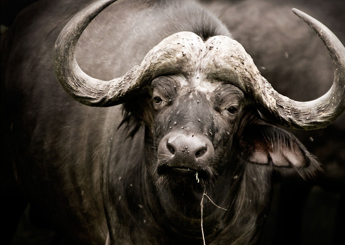 Длиннорогий Бизон