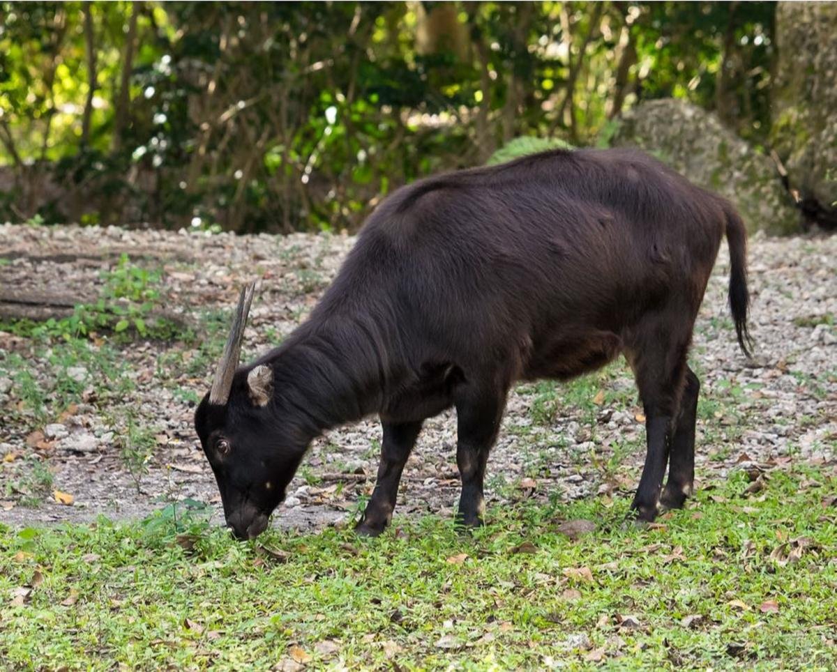 Равнинный аноа