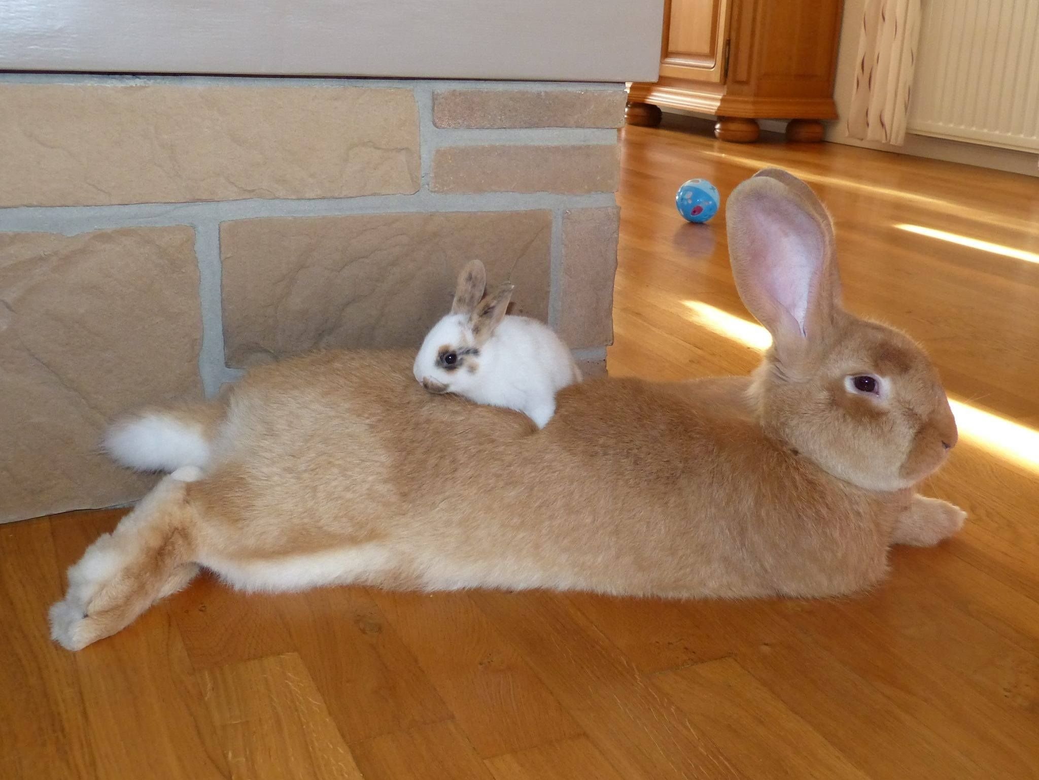 Декоративный кролик жизни. Гладкошерстный карликовый кролик. Фламандский кролик. Кролик домашний декоративный. Домашние кролики декоративные.