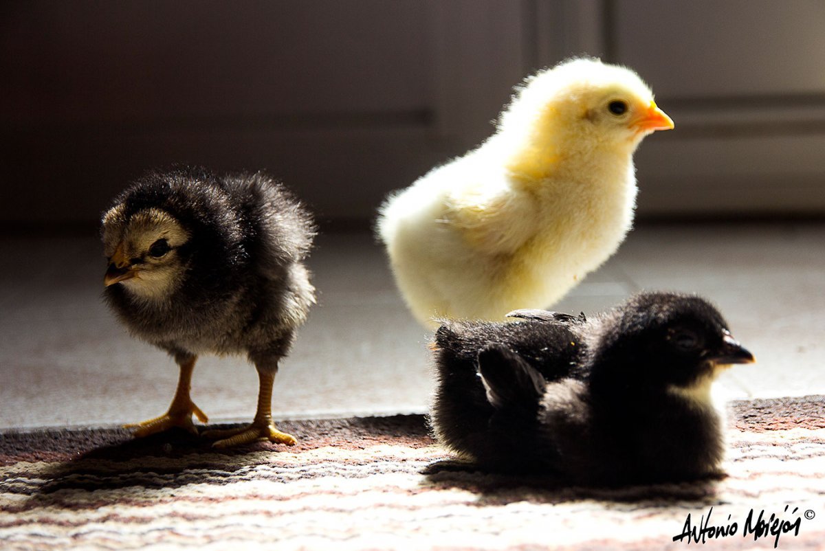 Цыплята утята индюшата