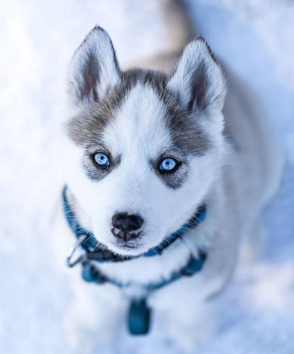 Сибирский хаски щенок голубоглазый