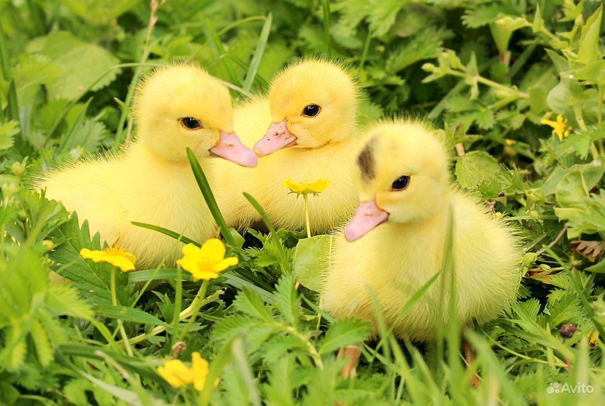 Цыплята фото живые