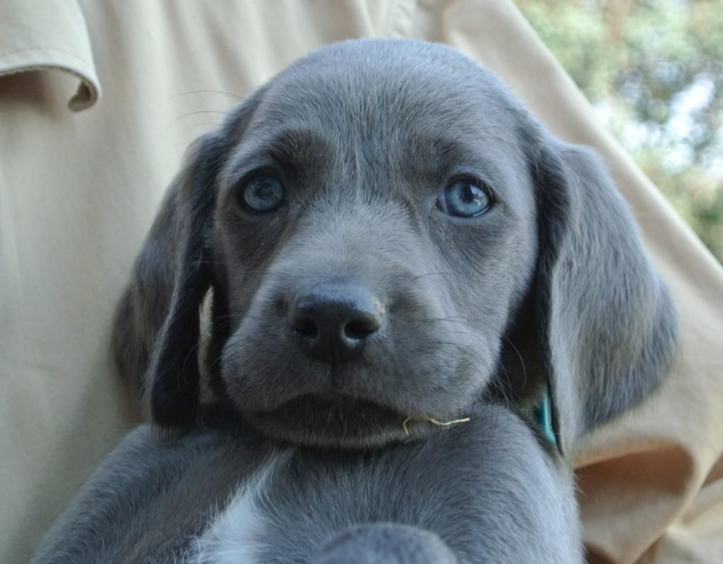 Веймаранер собака