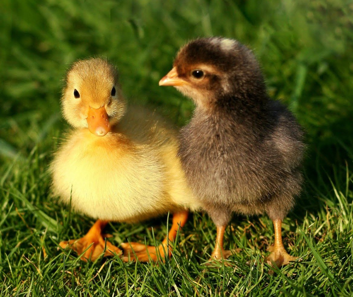Цыплята утята гусята индюшата