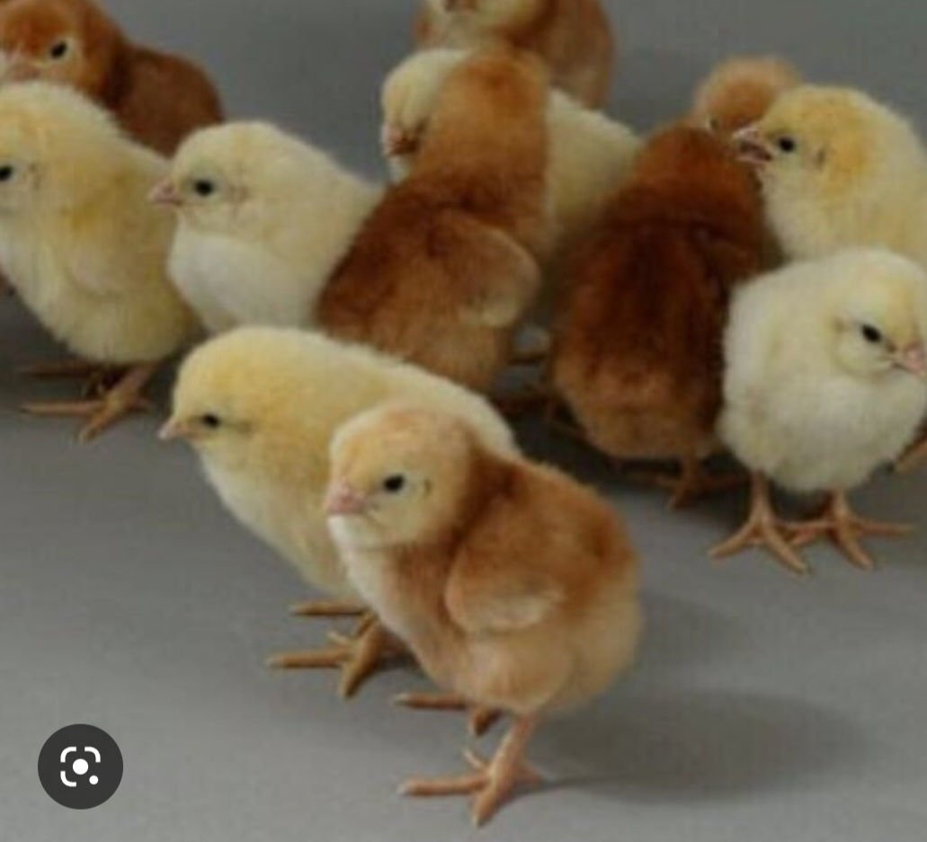 Желтый утенок