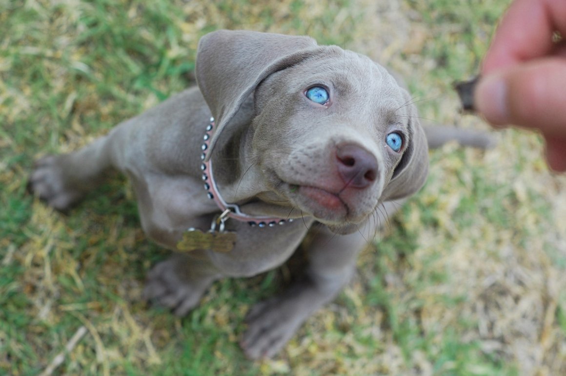 Питбуль Веймаранер