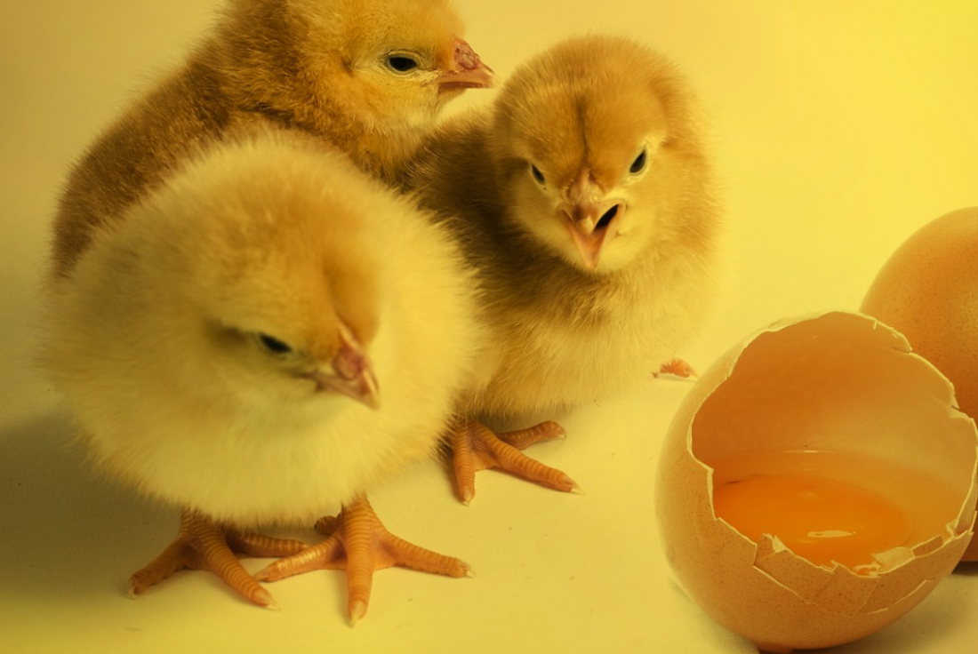 Цыплята дома