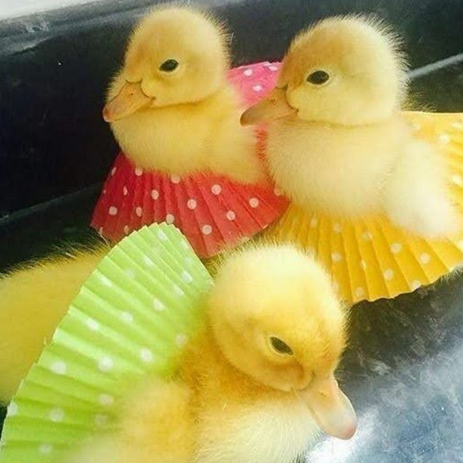 Цыпленок и утенок