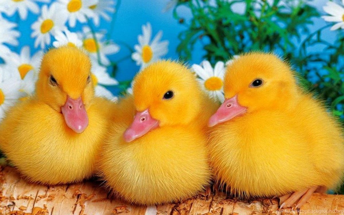 Желтый утенок