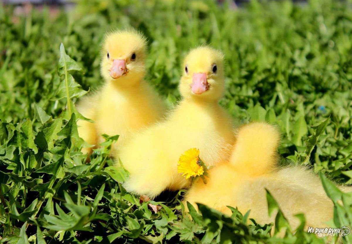 Линдовские гуси птенцы