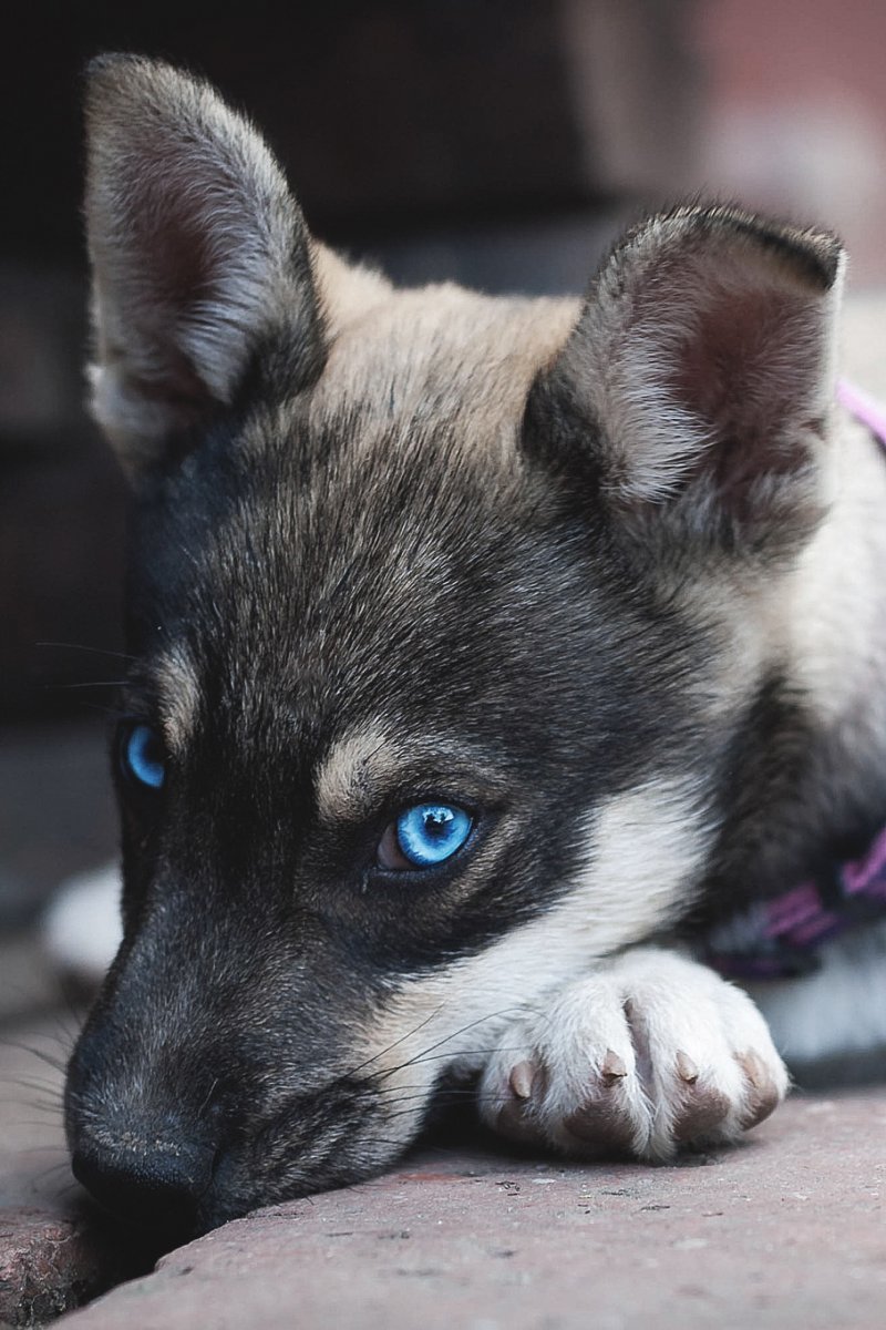 Хаски щенок голубоглазый серый