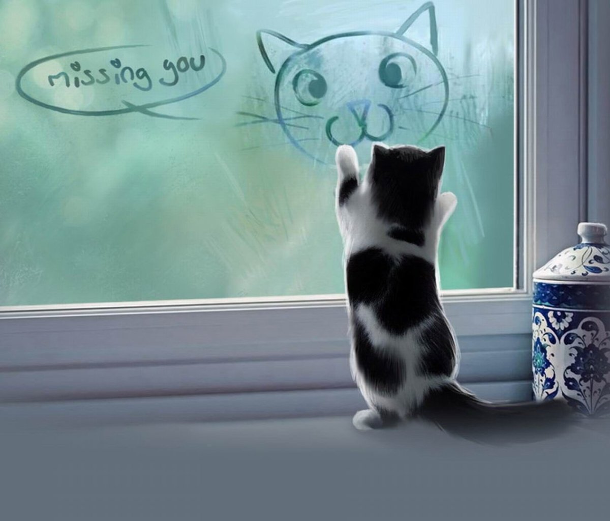 Кошка соскучилась