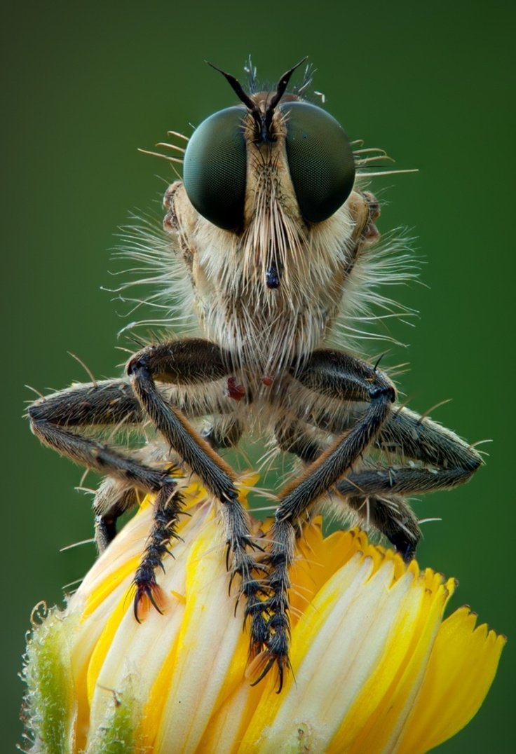 Смешные животные и насекомые