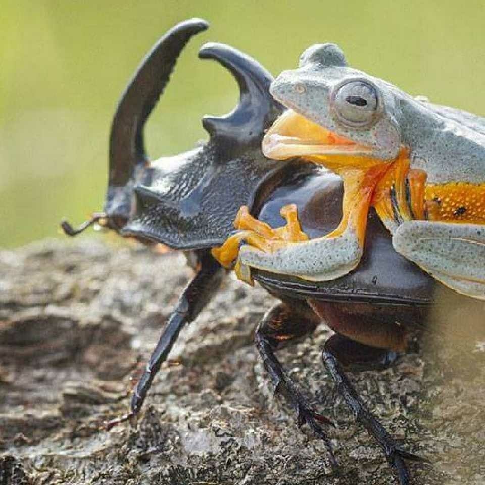 Трудолюбивый муравей