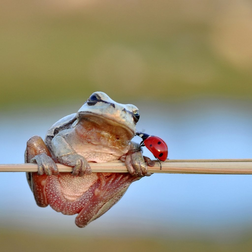 Забавные насекомые