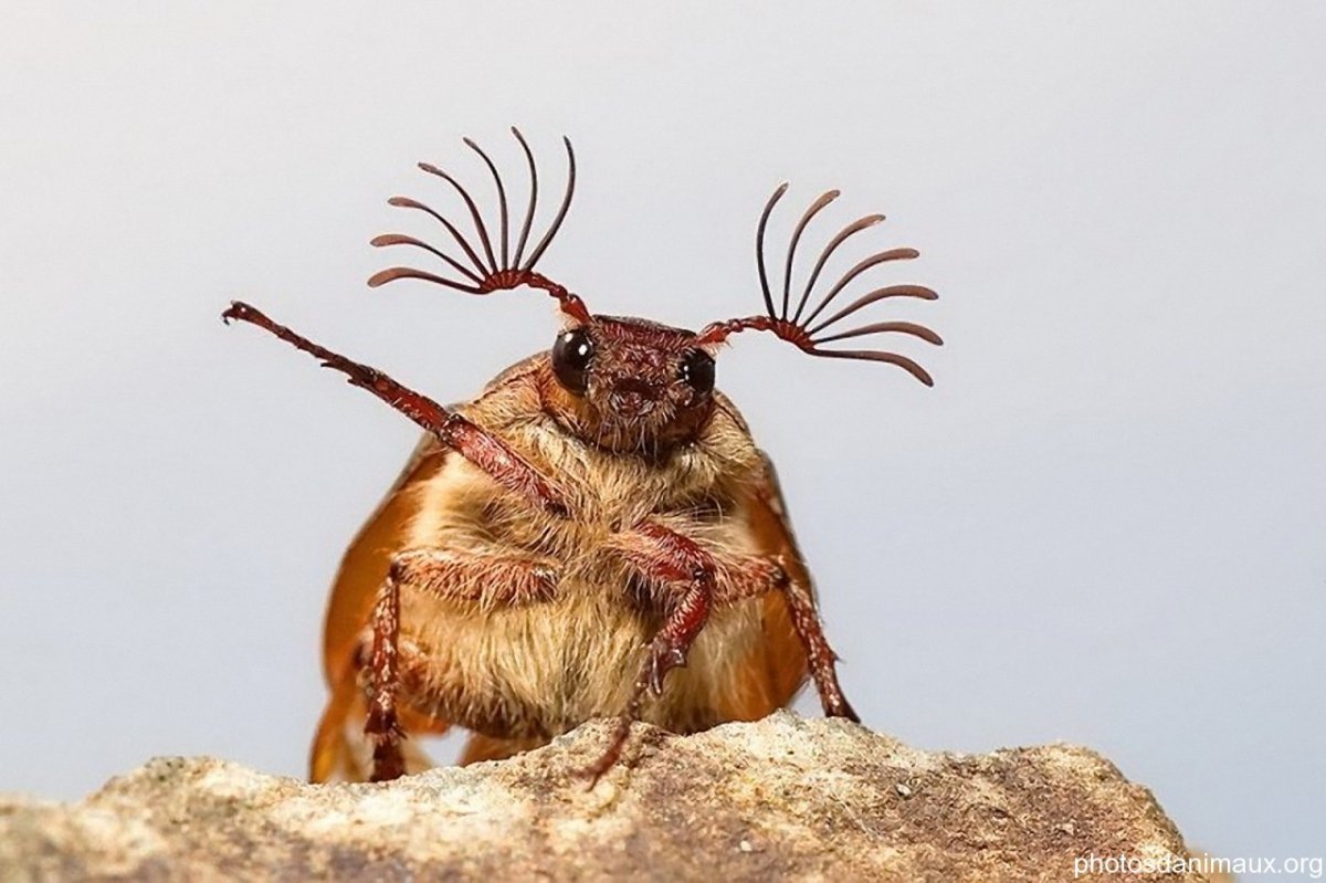 Приколы с насекомыми