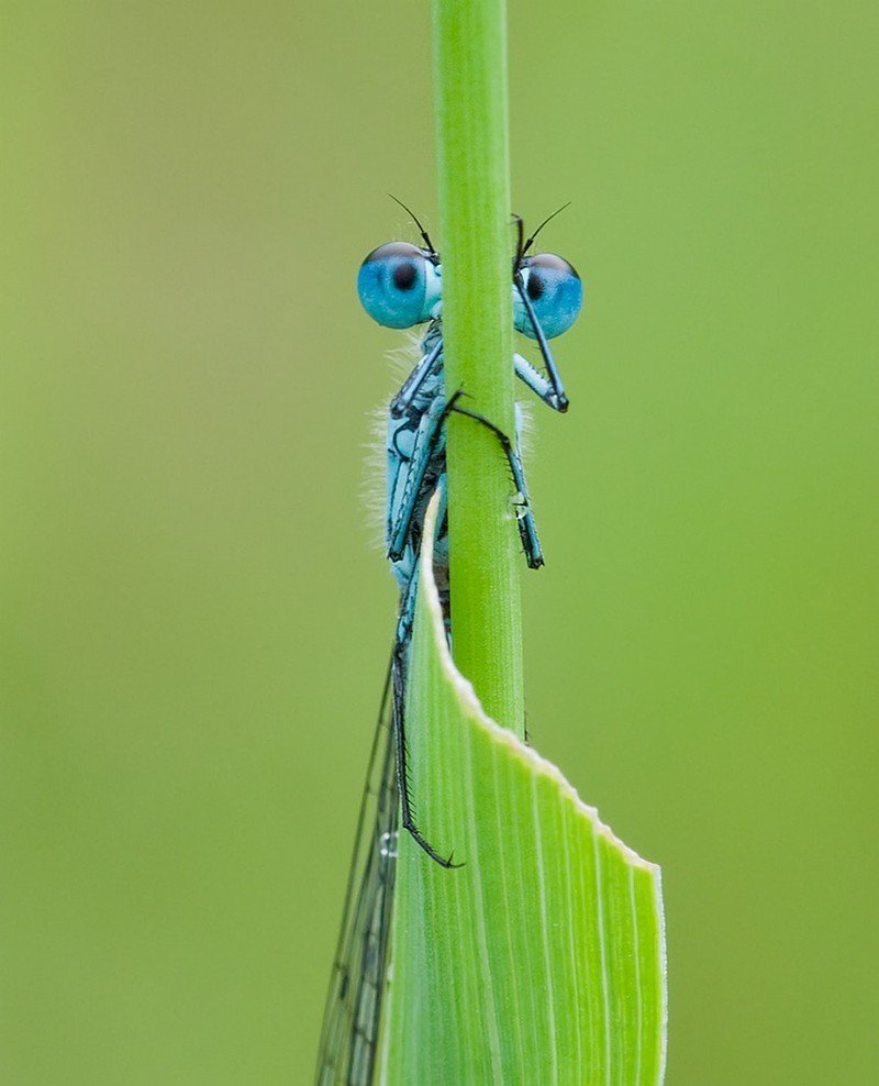 Аппликация насекомые