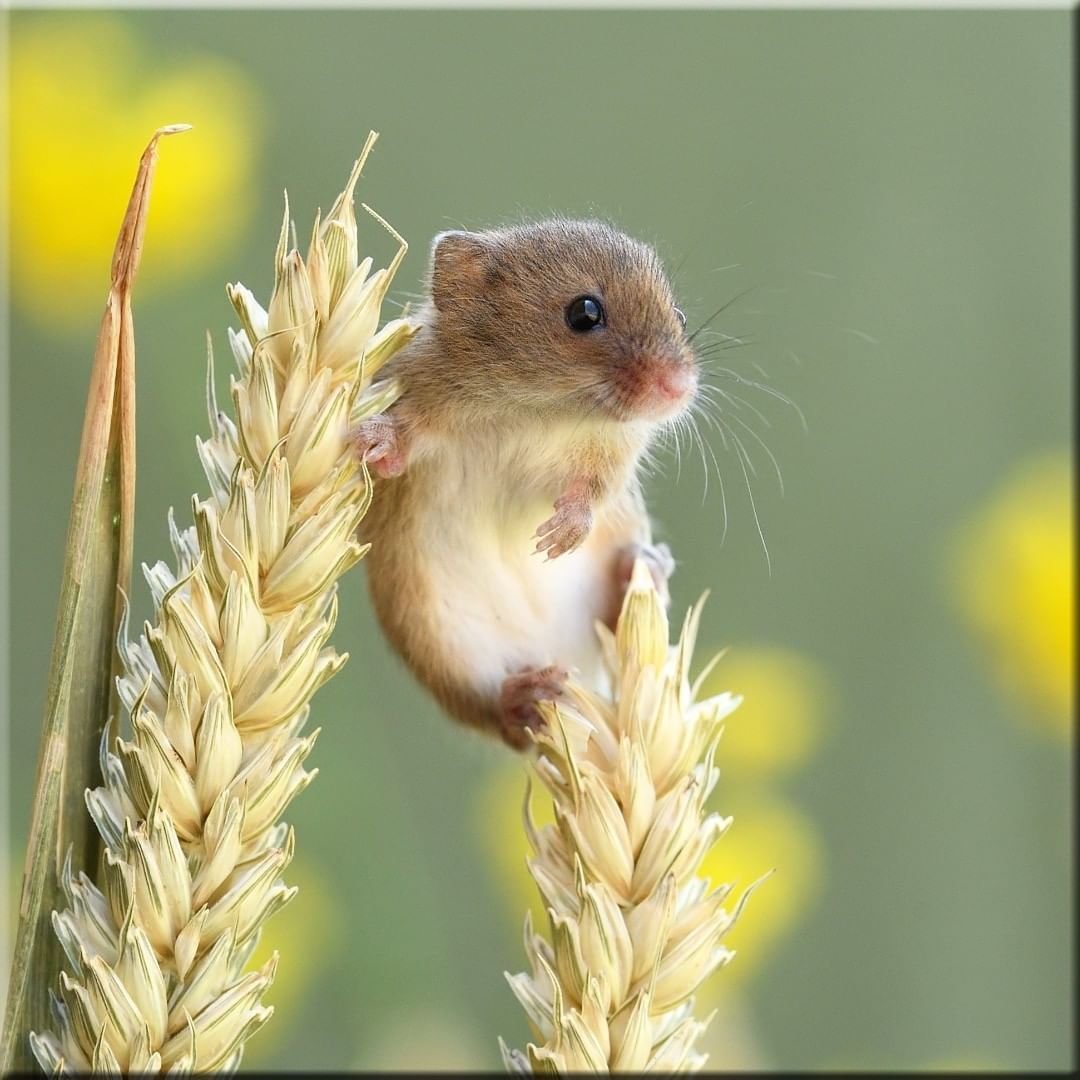 Мышь Малютка Дин Мейсон