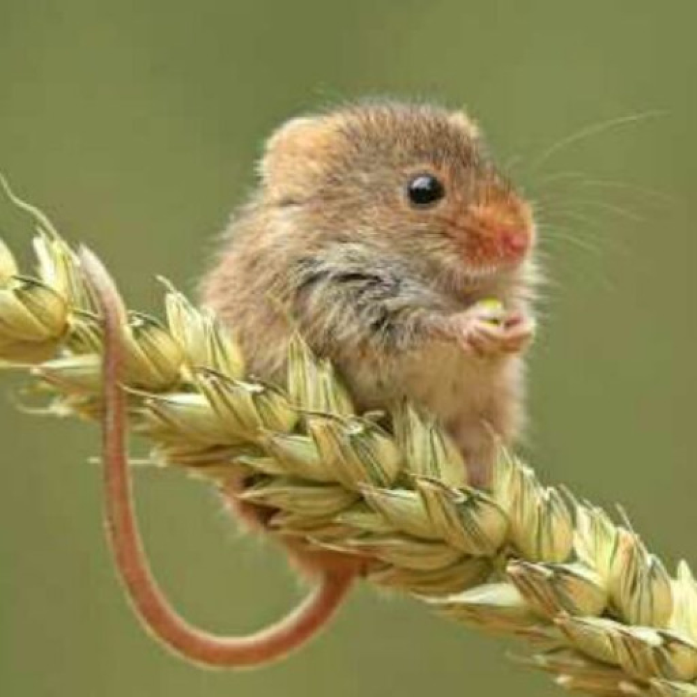 Мышь на колоске