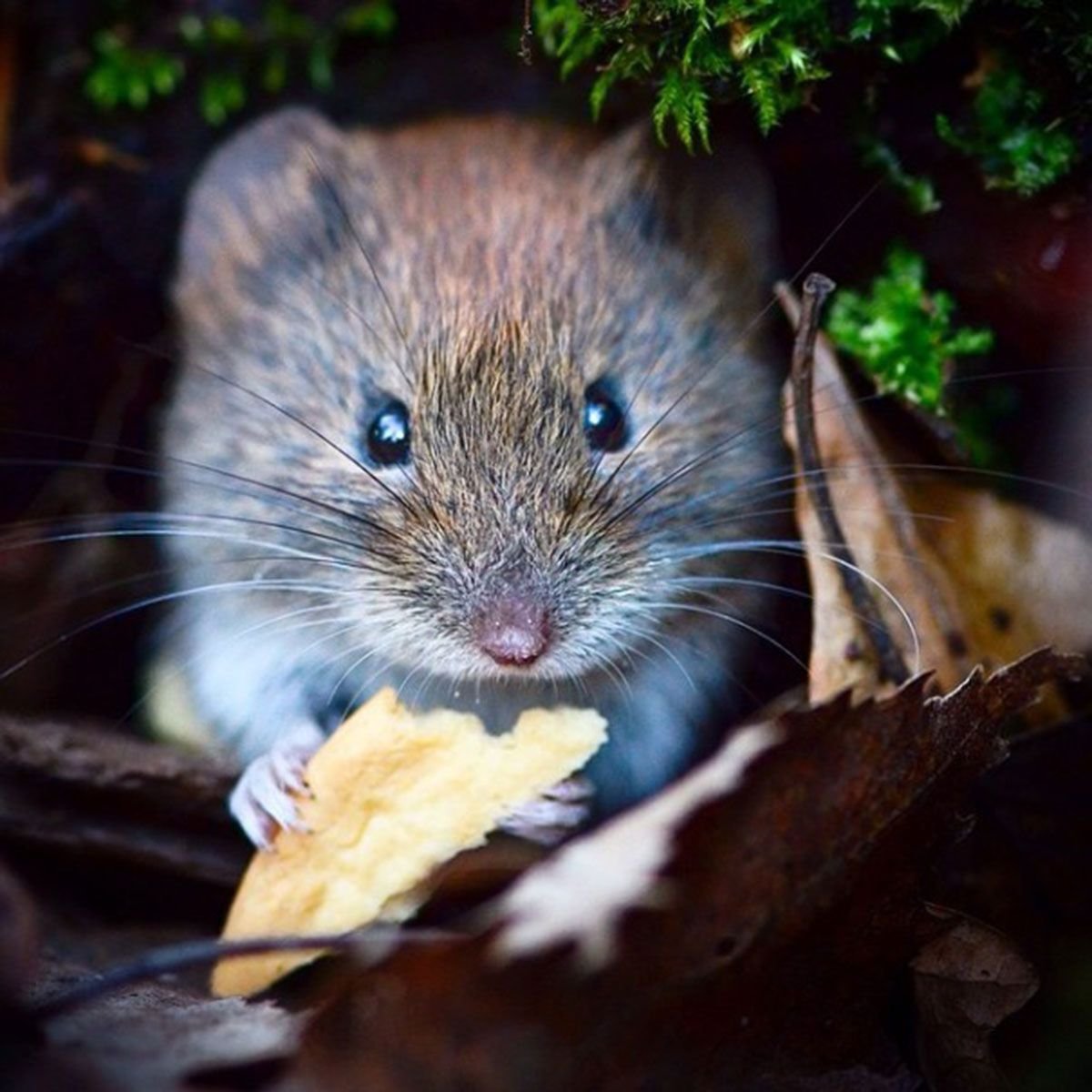 Шольц животное