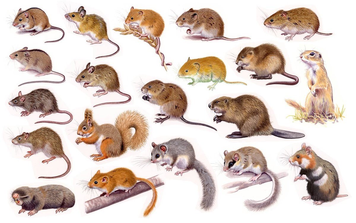 Грызуны с названиями