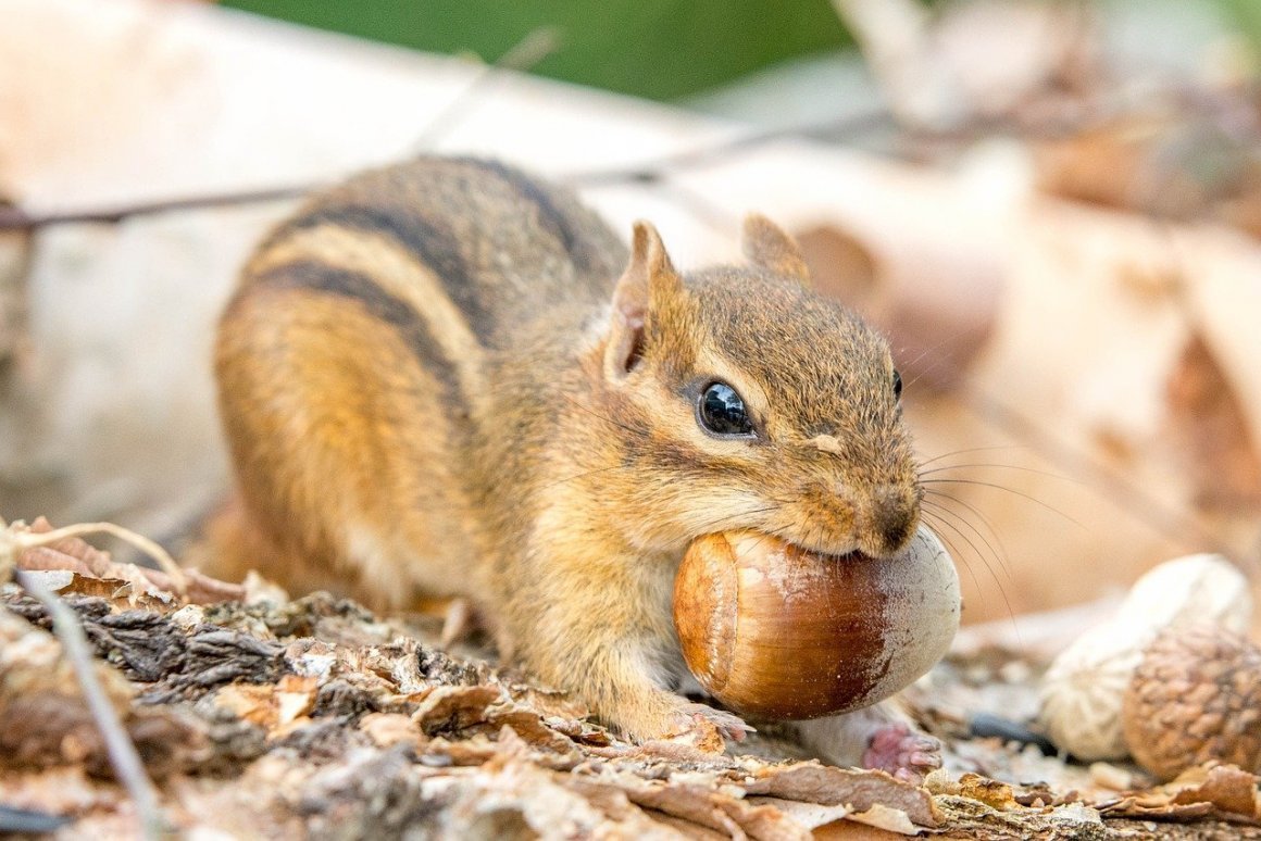 Бурундуки в природе