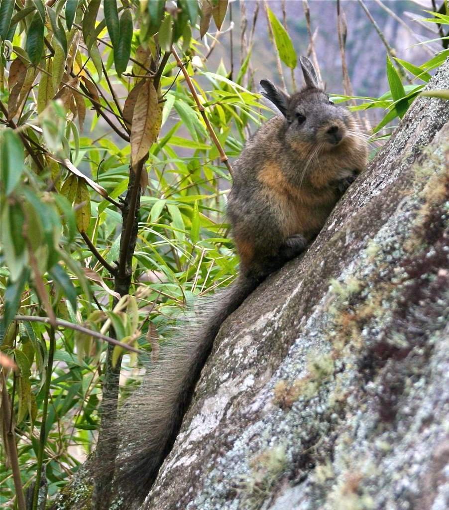 Вискаша в Южной Америке