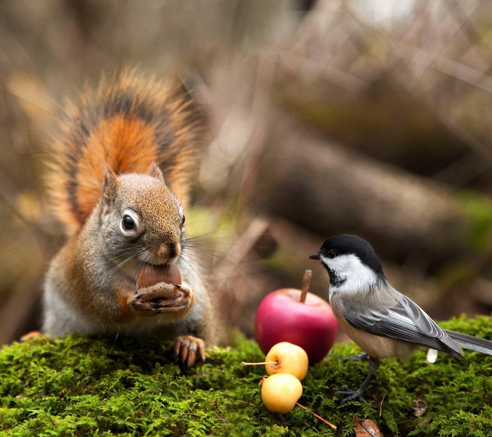 Природа животные птицы