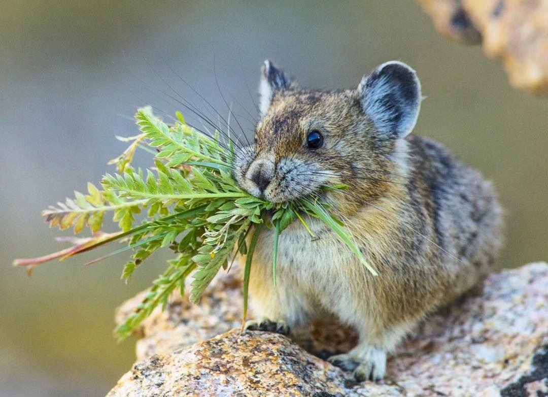 Американская пищуха (млекопитающее)