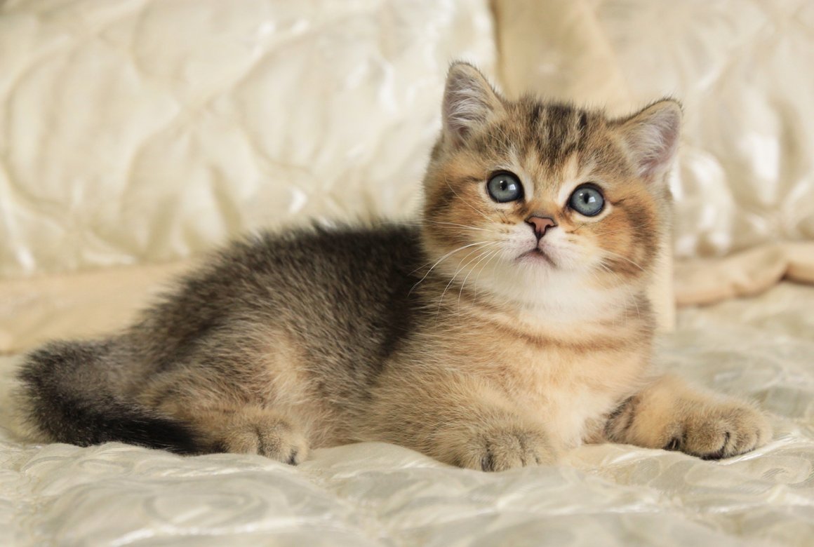 Манчкин Британская шиншилла