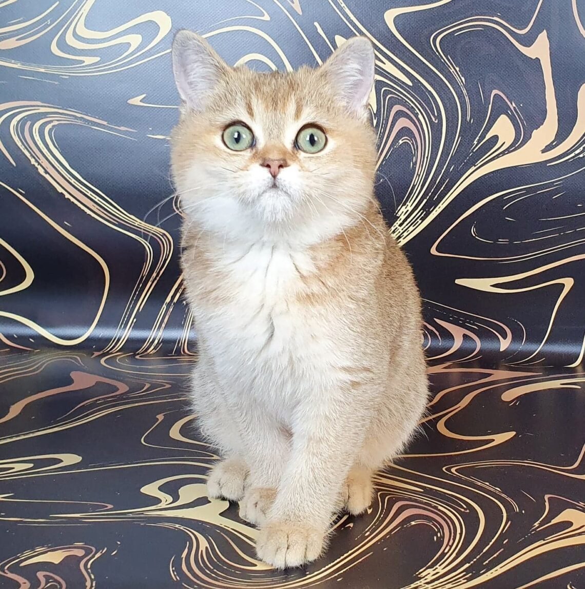 Браун табби тикированный