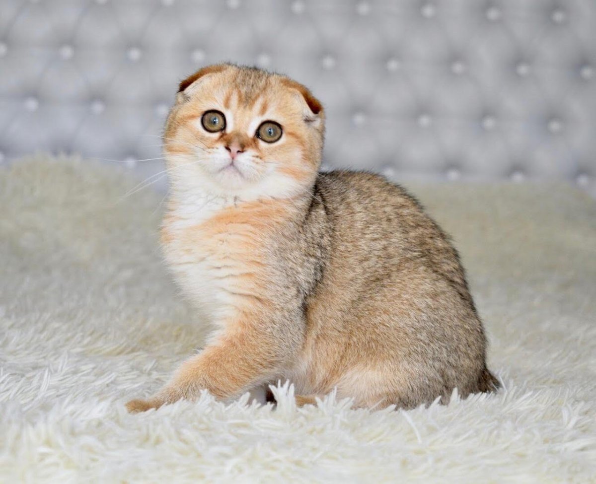 Золотая тикированная шиншилла ny25