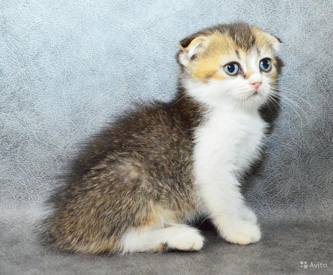 Шотландский тикированный биколор