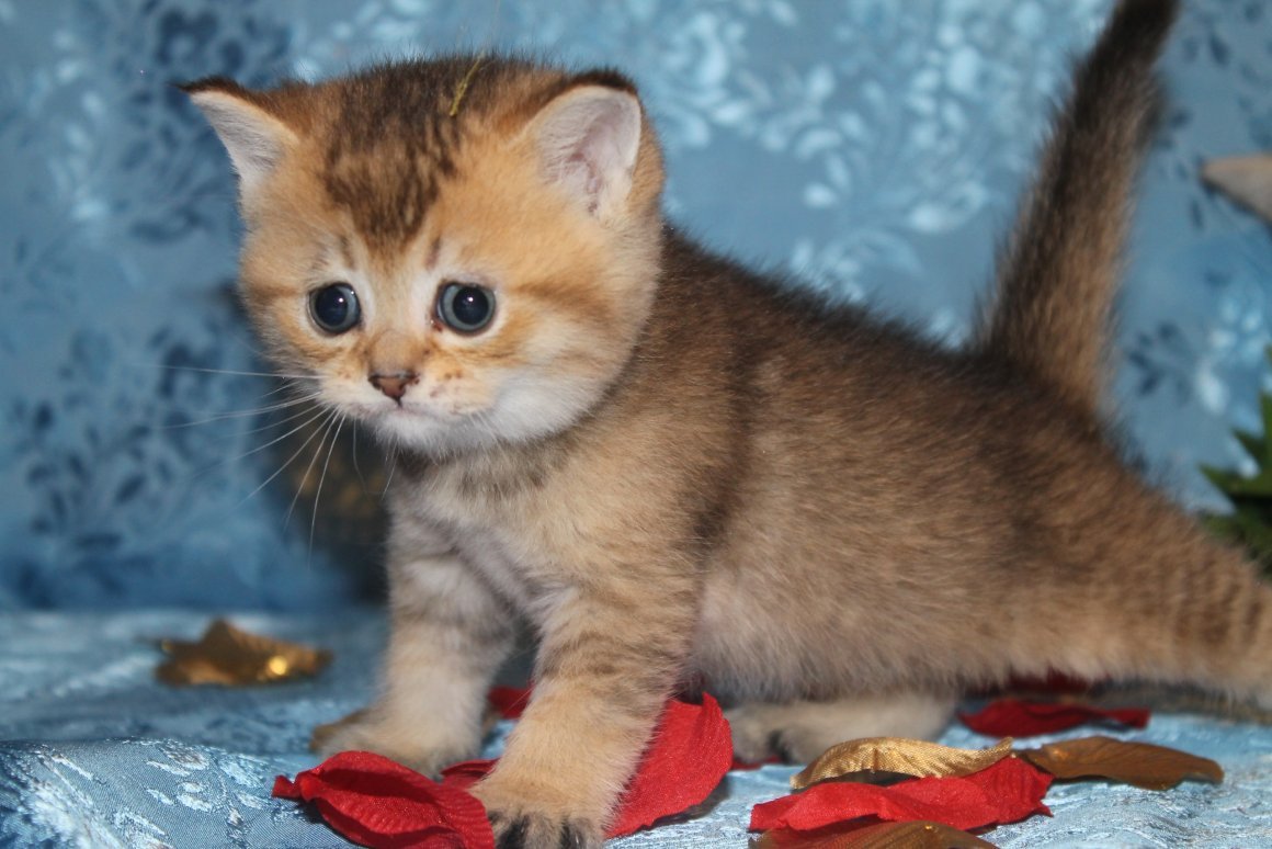 Шотландские котята тикированные шиншиллы