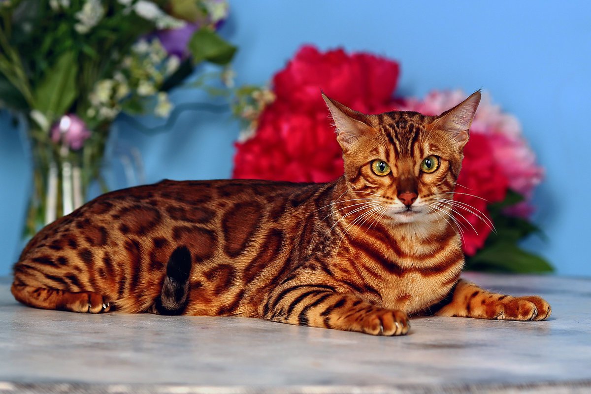 Бенгальская кошка