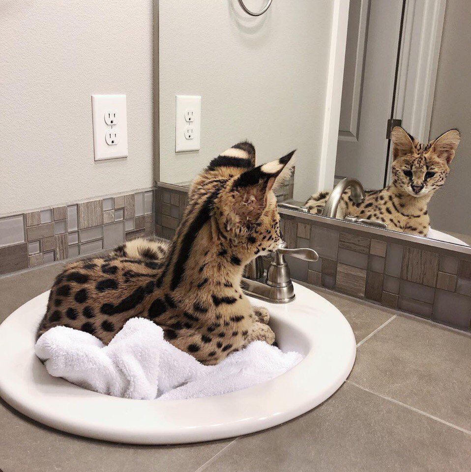 Бенгальская короткошерстная кошка