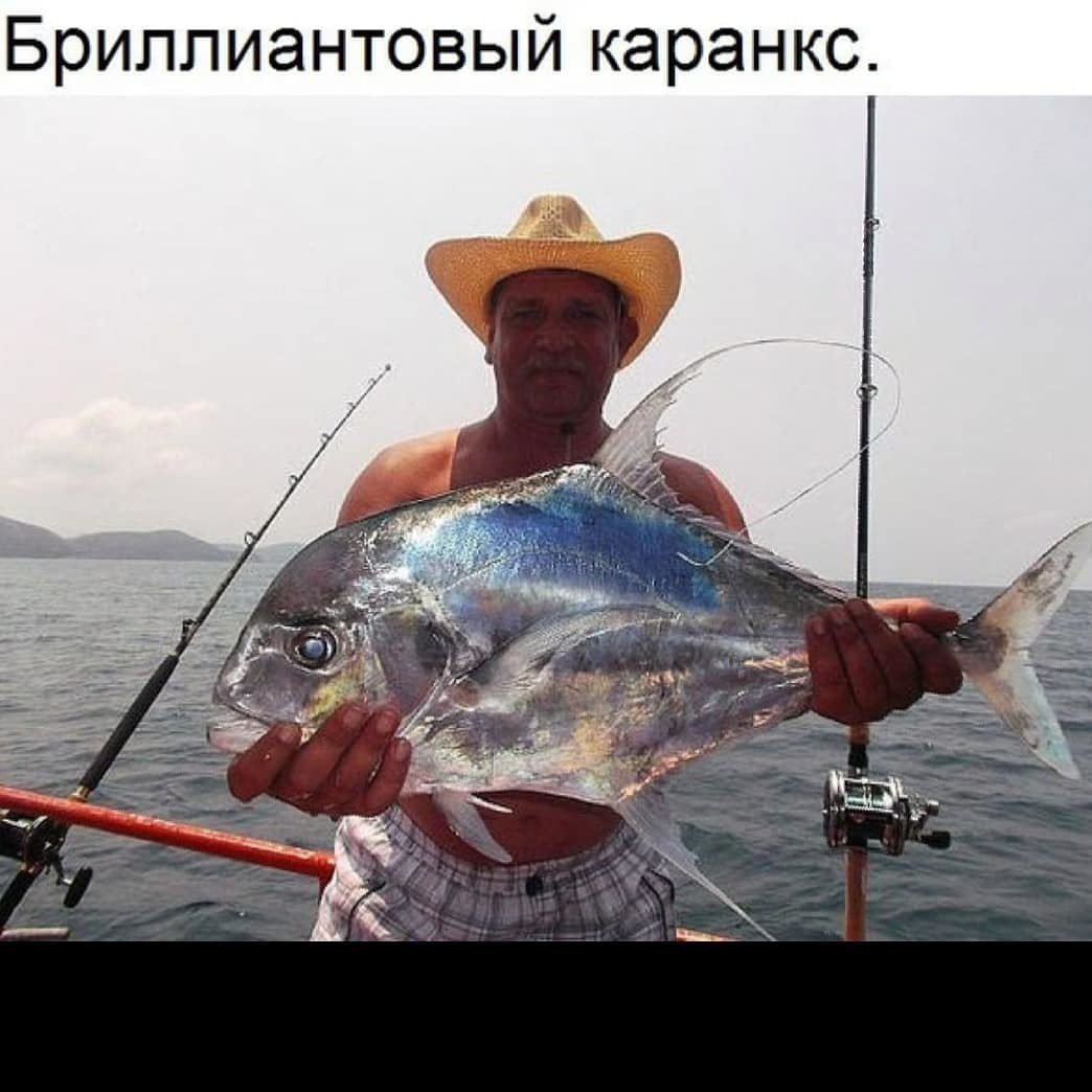 Желтоперый каранкс